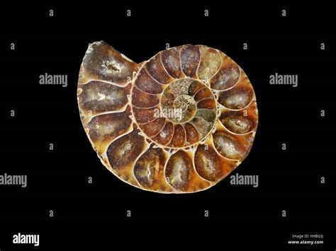 prehistoric snail shell fossils.